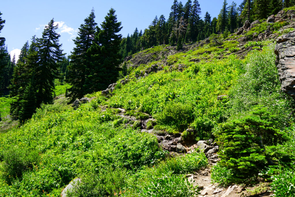 Groen maakt gelukkig